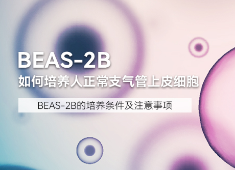 细胞学堂 |如何培养人正常支气管上皮细胞BEAS-2B