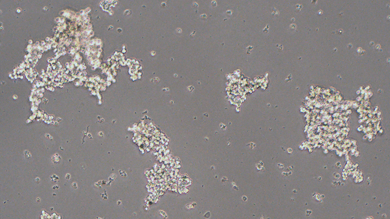 PC-12(未分化)大鼠肾上腺嗜铬细胞瘤细胞(未分化)
