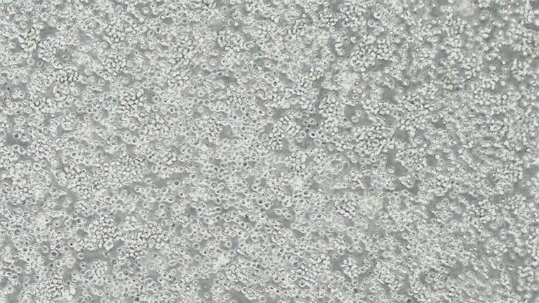 ana-1小鼠巨噬细胞