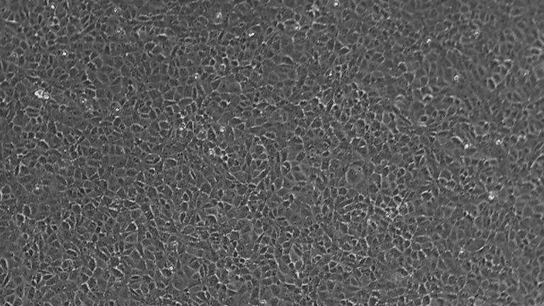 IEC-6大鼠小肠隐窝上皮细胞