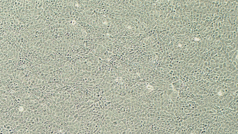 BRL 3A大鼠肝细胞