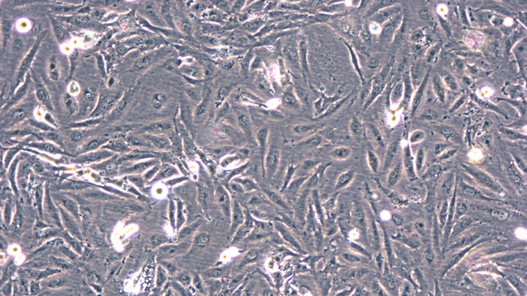 M059J人脑恶性胶质母细胞瘤细胞