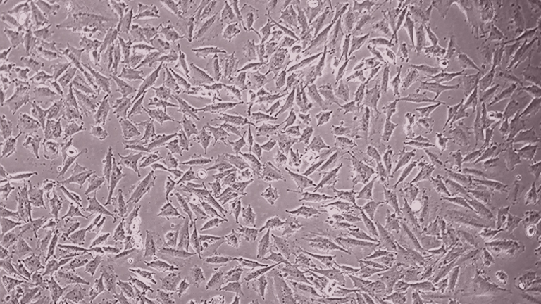 LN-229人胶质瘤细胞