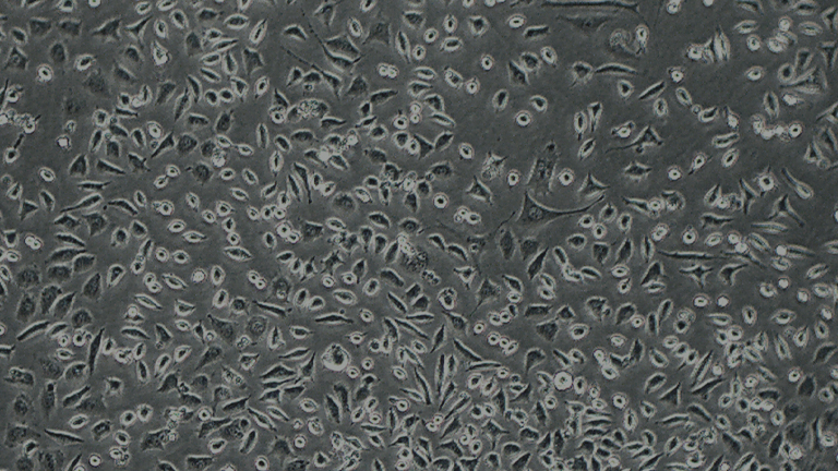 L929小鼠成纤维细胞