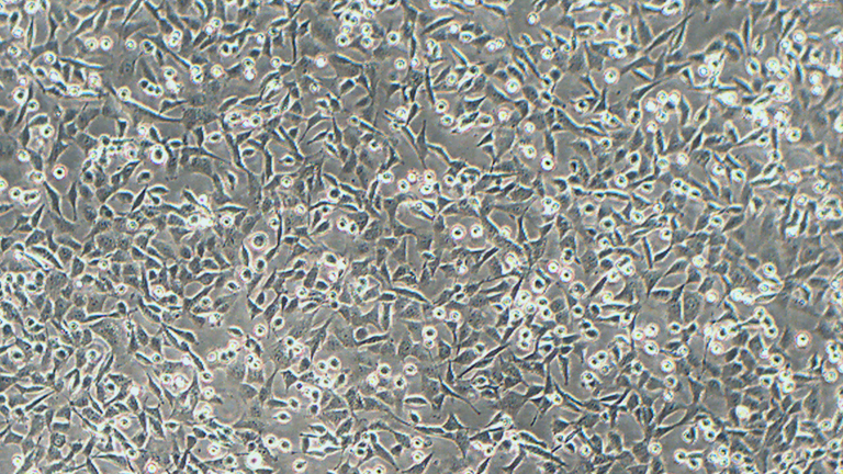 HCEC-B4G12人角膜内皮细胞