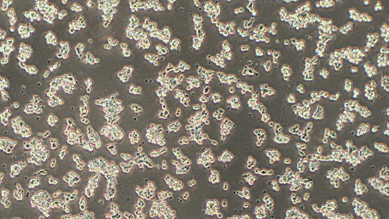 RAW264.7小鼠单核巨噬细胞