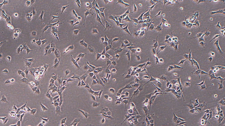 LX-2人肝星状细胞
