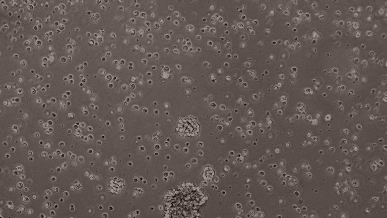 C8166人T细胞性白血病细胞