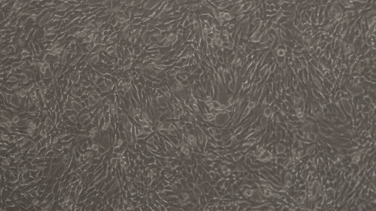 3T6Swiss albion小鼠胚胎成纤维细胞