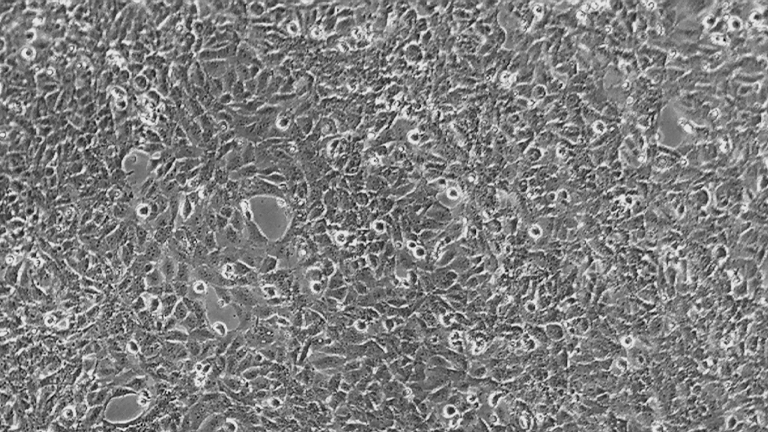 TM3正常小鼠睾丸Leydig细胞