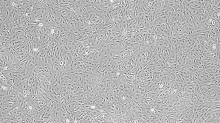 C3H-10T1-2 clone 8小鼠胚胎成纤维细胞