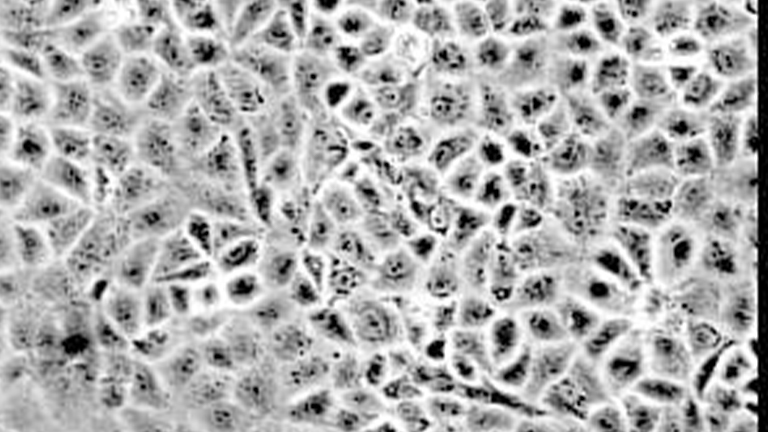 IAR20大鼠肝细胞