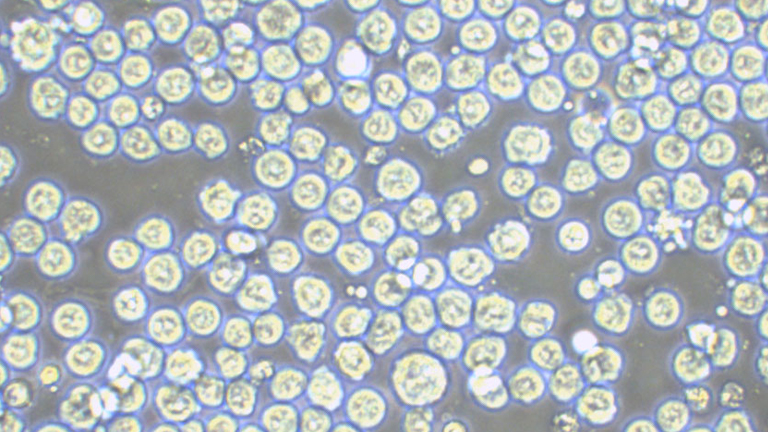 SP2/0-Ag14小鼠骨髓瘤细胞