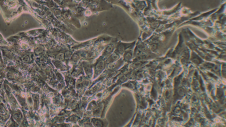 MLTC-1小鼠睾丸间质细胞瘤细胞