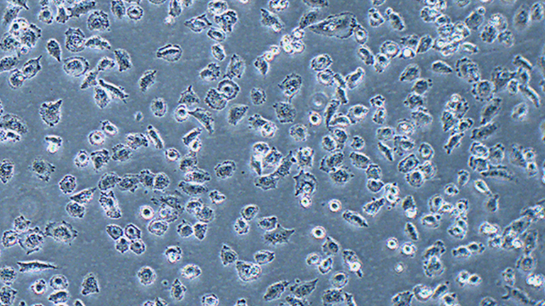 NCI-H838人肺癌细胞