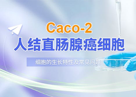 细胞学堂|Caco-2人结直肠腺癌细胞的生长特性及常见问题