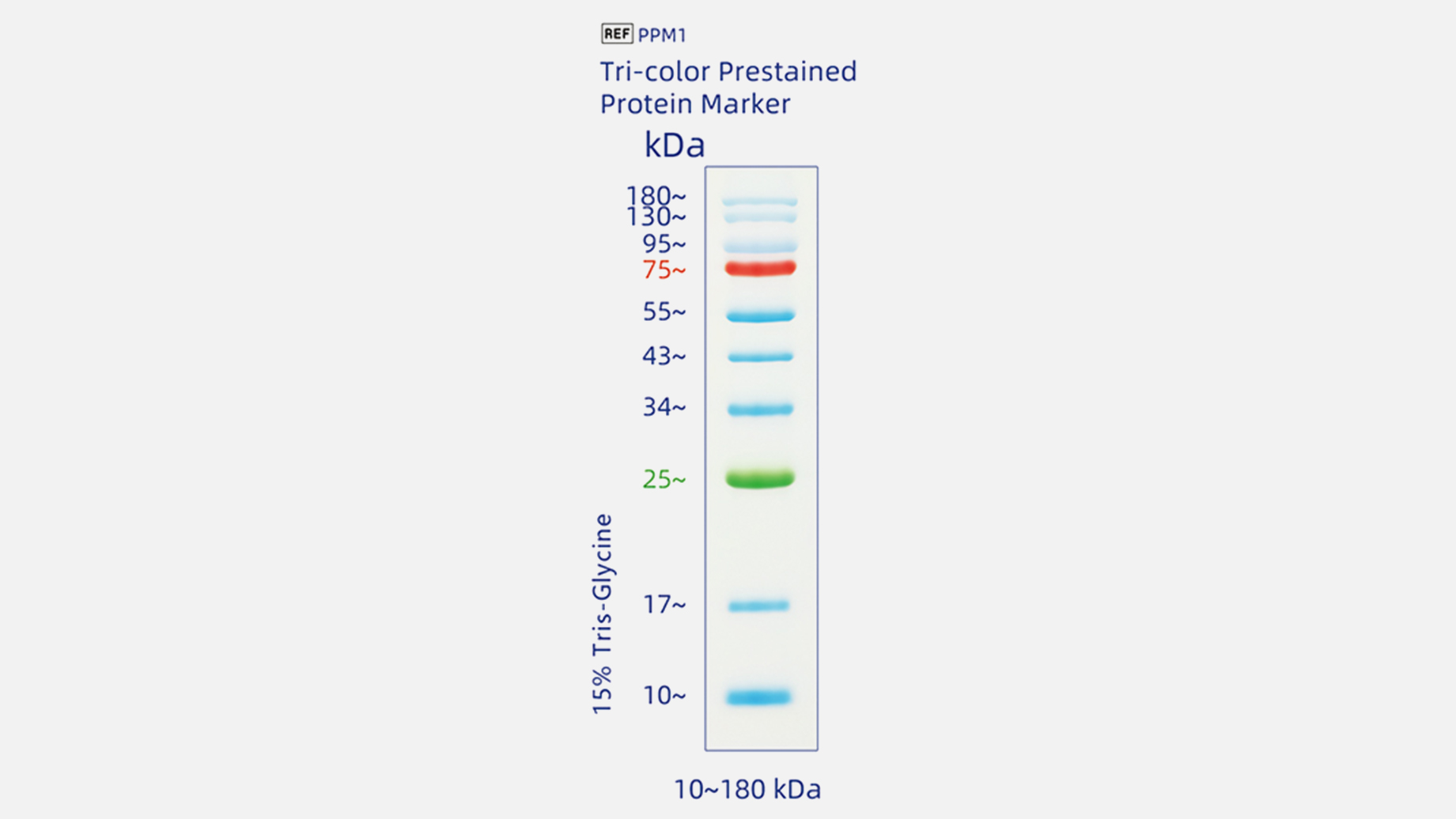 三色预染蛋白分子量标准（10-180kDa）