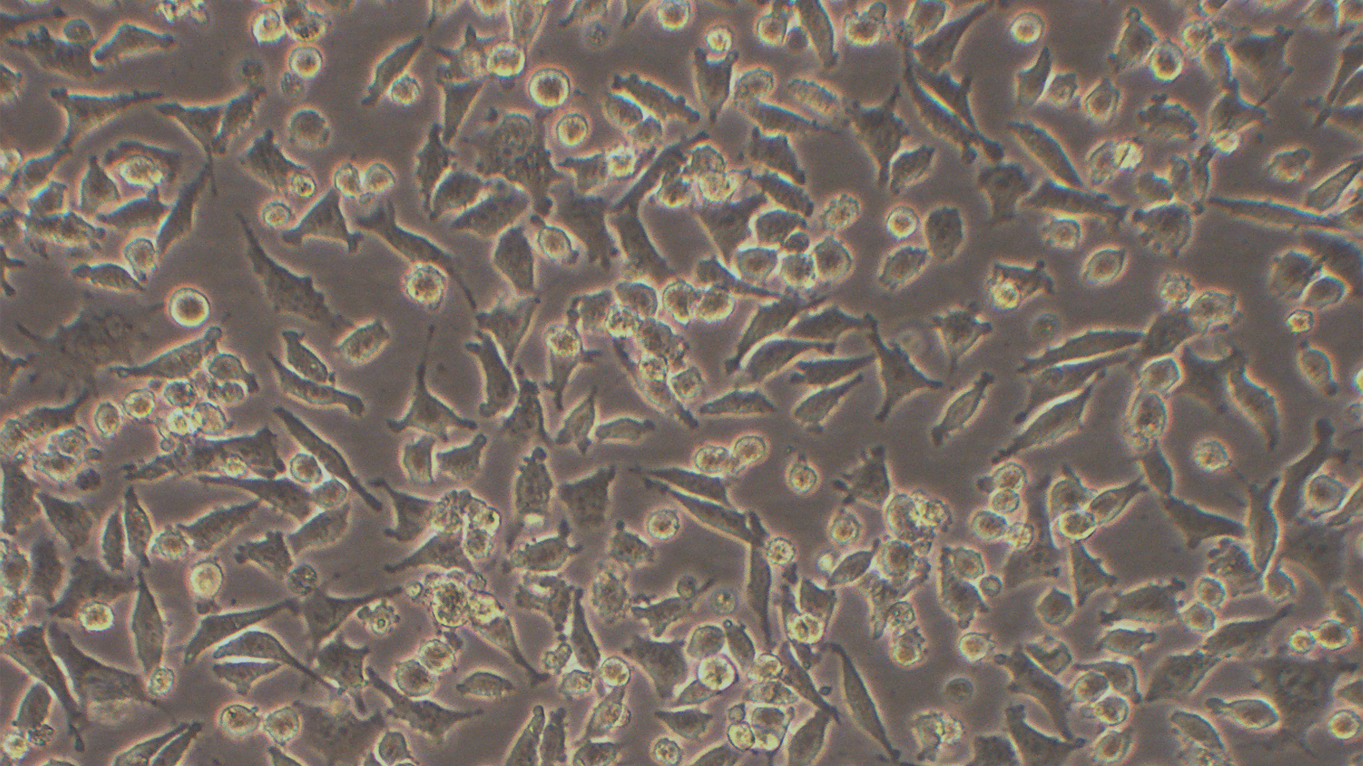 RGC-5(661W)小鼠光受体细胞