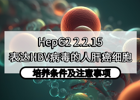 HepG2 2.2.15：表达HBV病毒的人肝癌细胞培养条件及注意事项