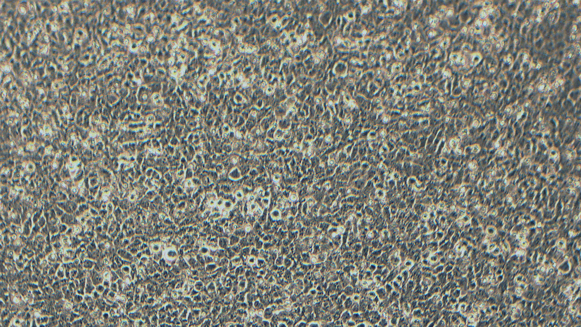 HTR-8/Svneo 人永生化滋养层细胞